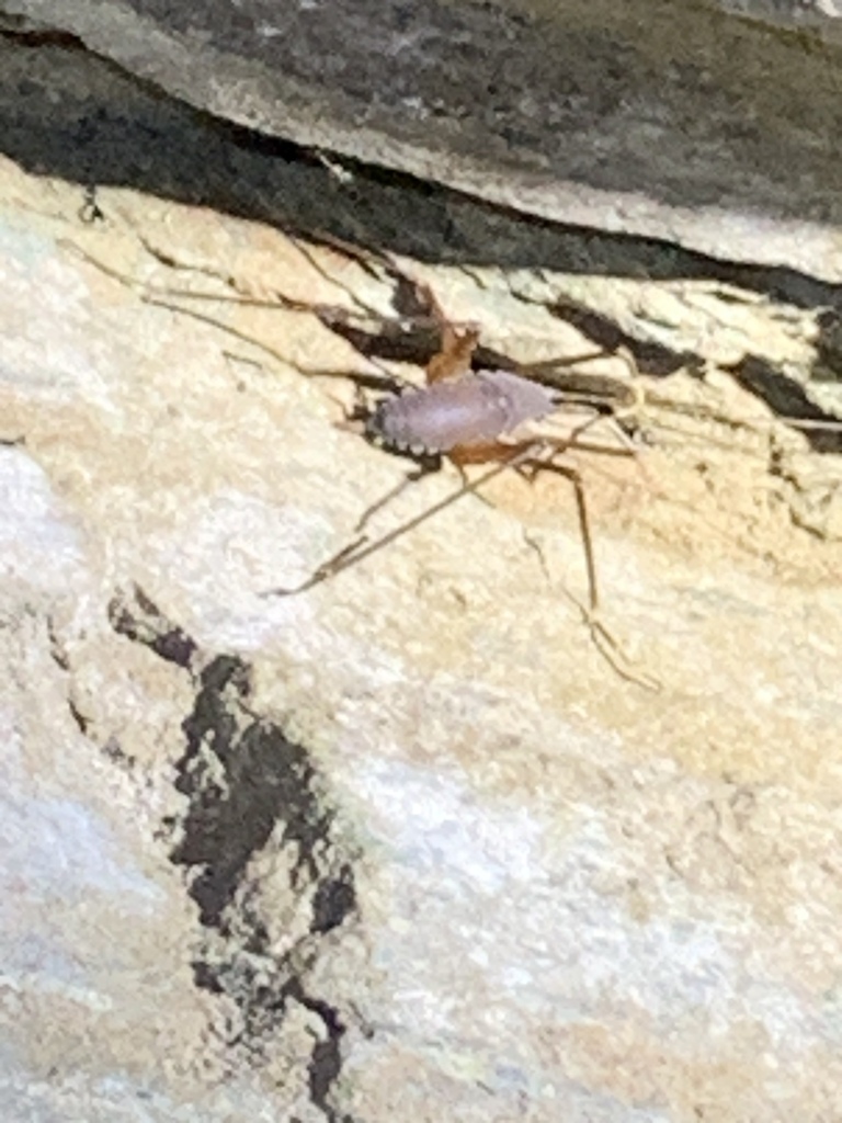 Tropidischia xanthostoma (Square-legged Camel Cricket), California species