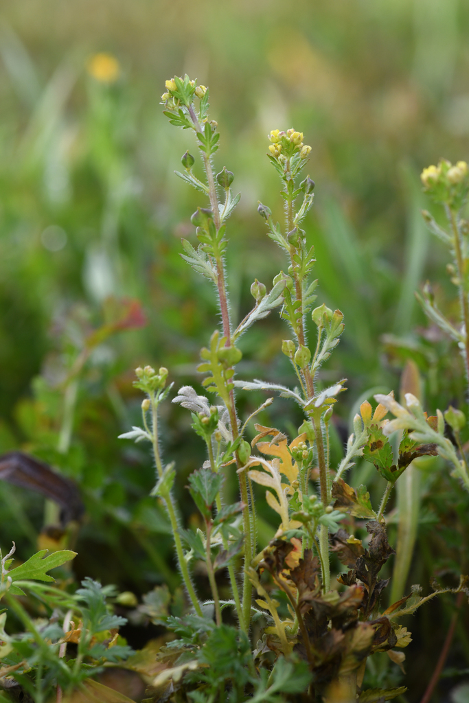 Tropidocarpum californicum (Kings gold), native California herb