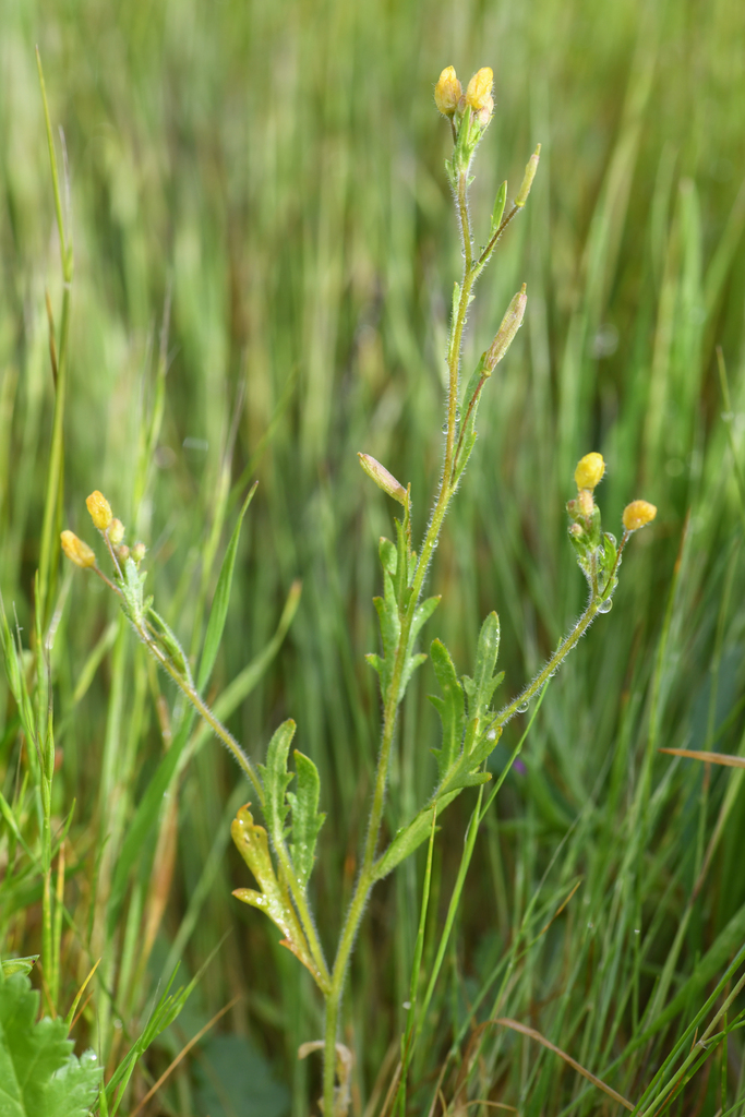 Tropidocarpum capparideum (Caper-fruited tropidocarpum), native California herb