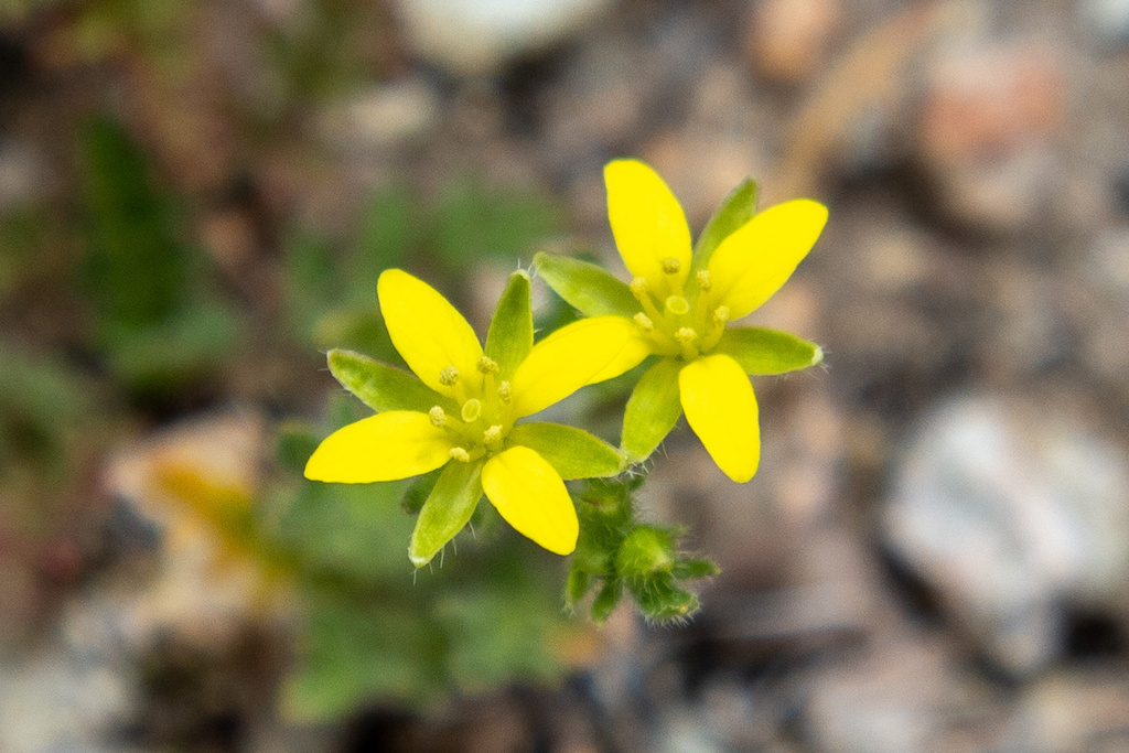 Tropidocarpum gracile (Dobie pod), native California herb