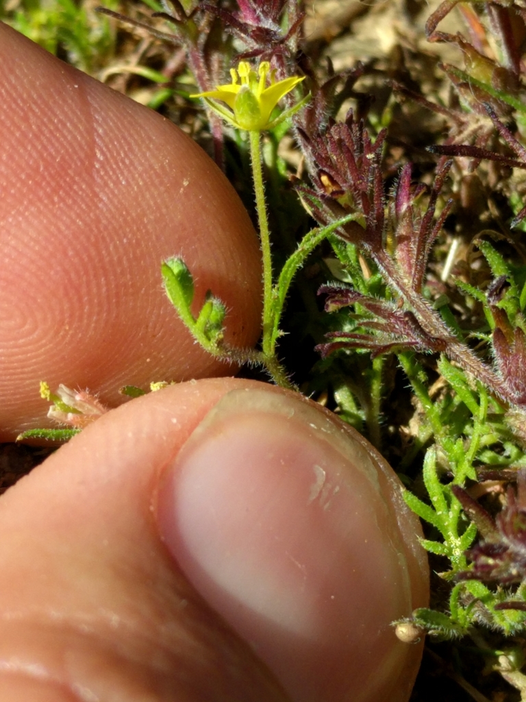 Tropidocarpum sp., native California annual