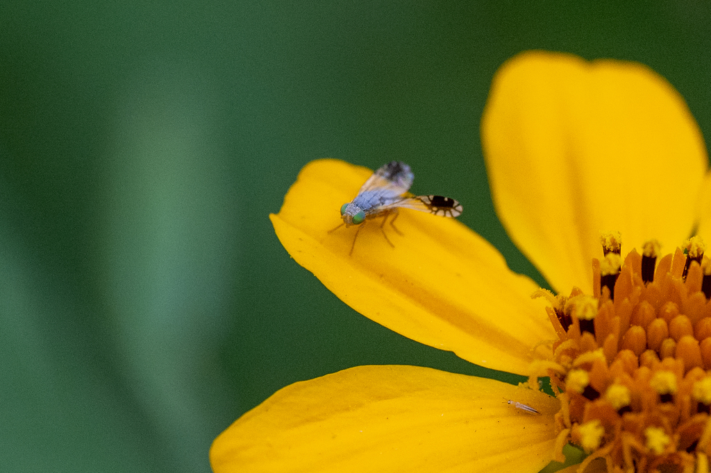 Trupanea vicina (Marigold Fruit Fly), California species