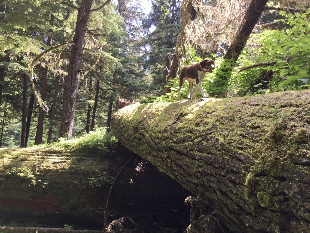 Tsuga heterophylla (Western hemlock), native California tree