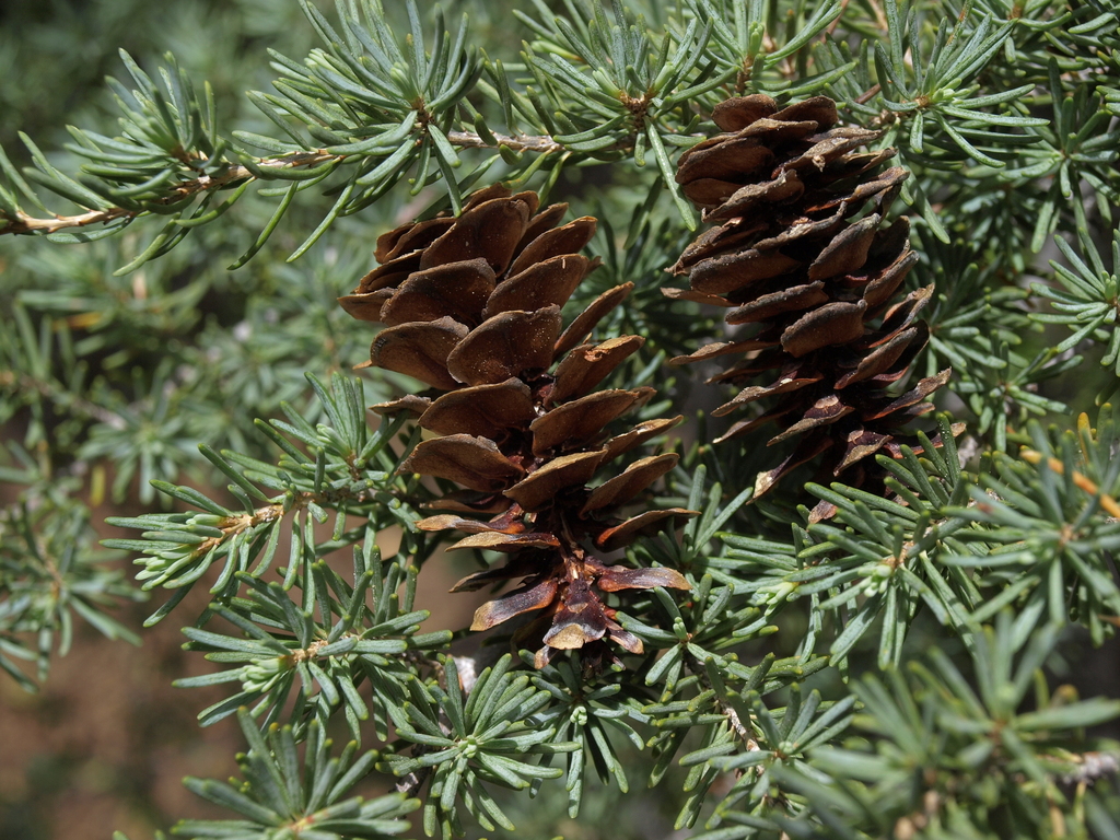 Tsuga mertensiana (Mountain hemlock), native California tree