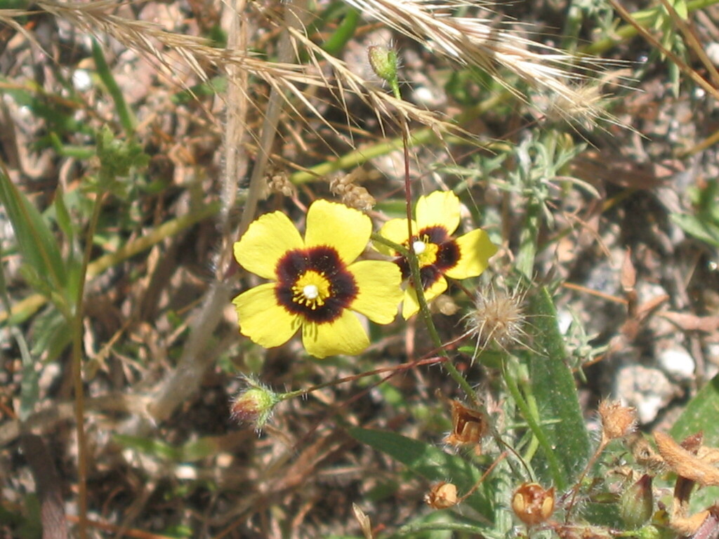 Tuberaria guttata (European frostweed), non-native California herb