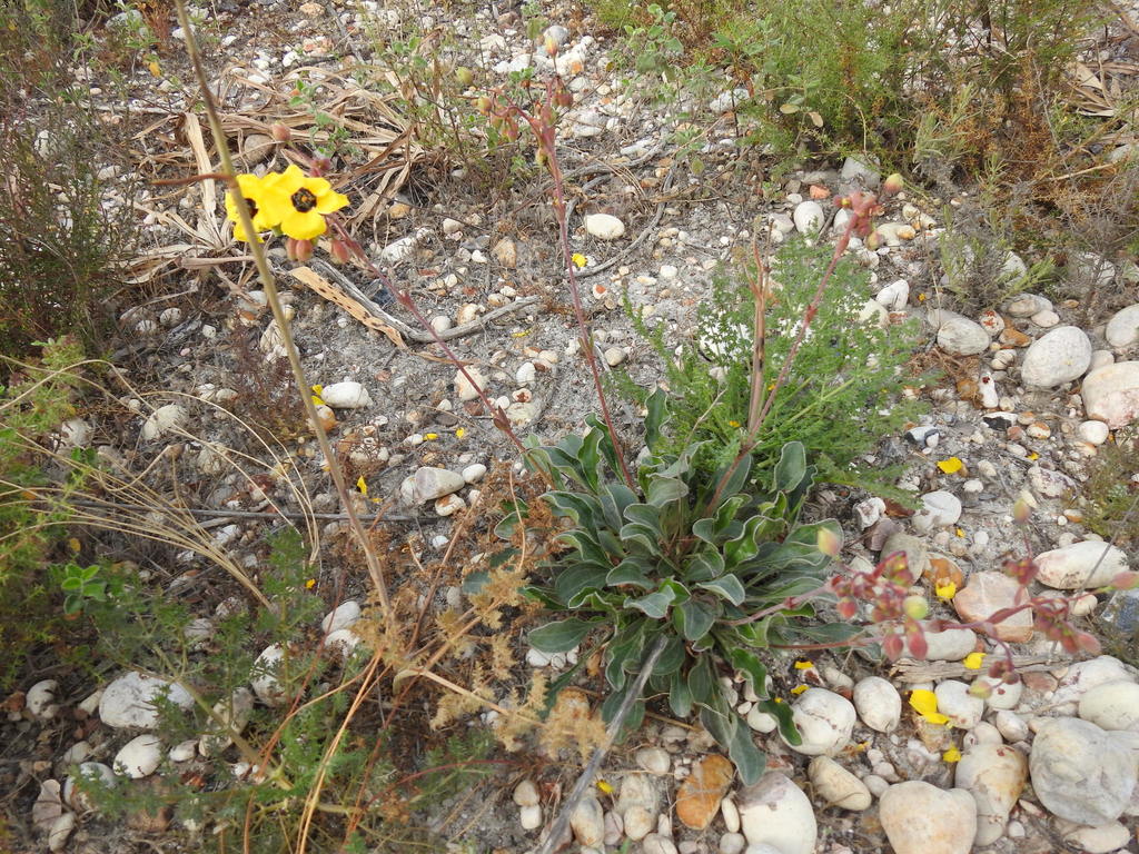 Tuberaria sp., non-native California perennial