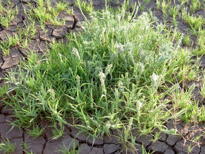 Tuctoria greenei (Greene's tuctoria), native California grass