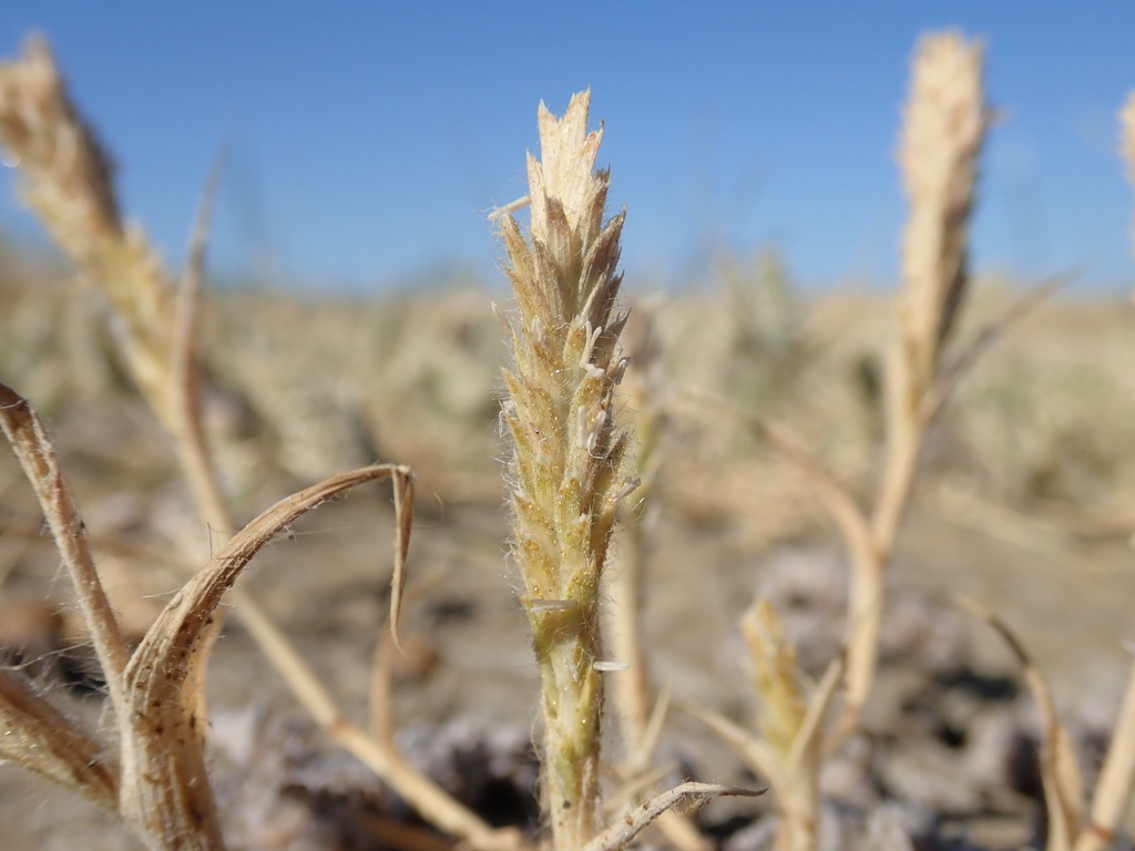 Tuctoria mucronata (Crampton's tuctoria), native California grass
