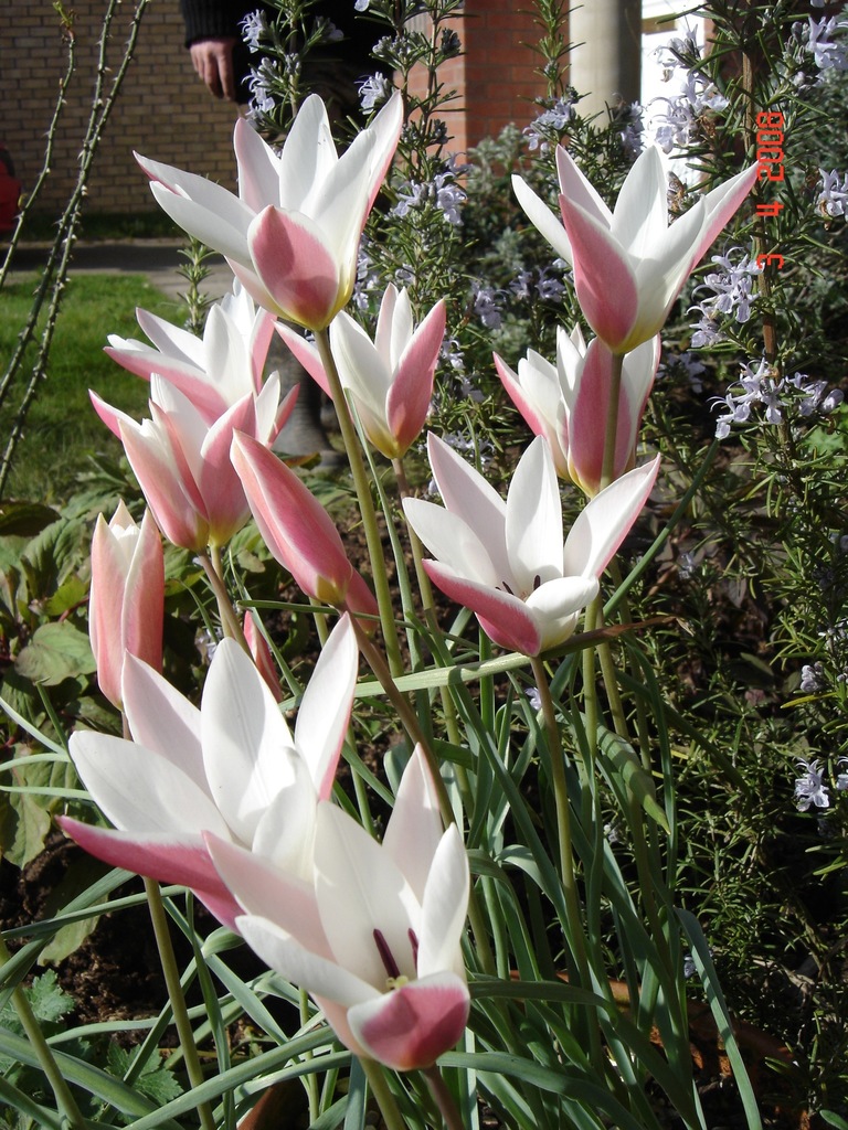 Tulipa clusiana (Tulip), non-native California herb