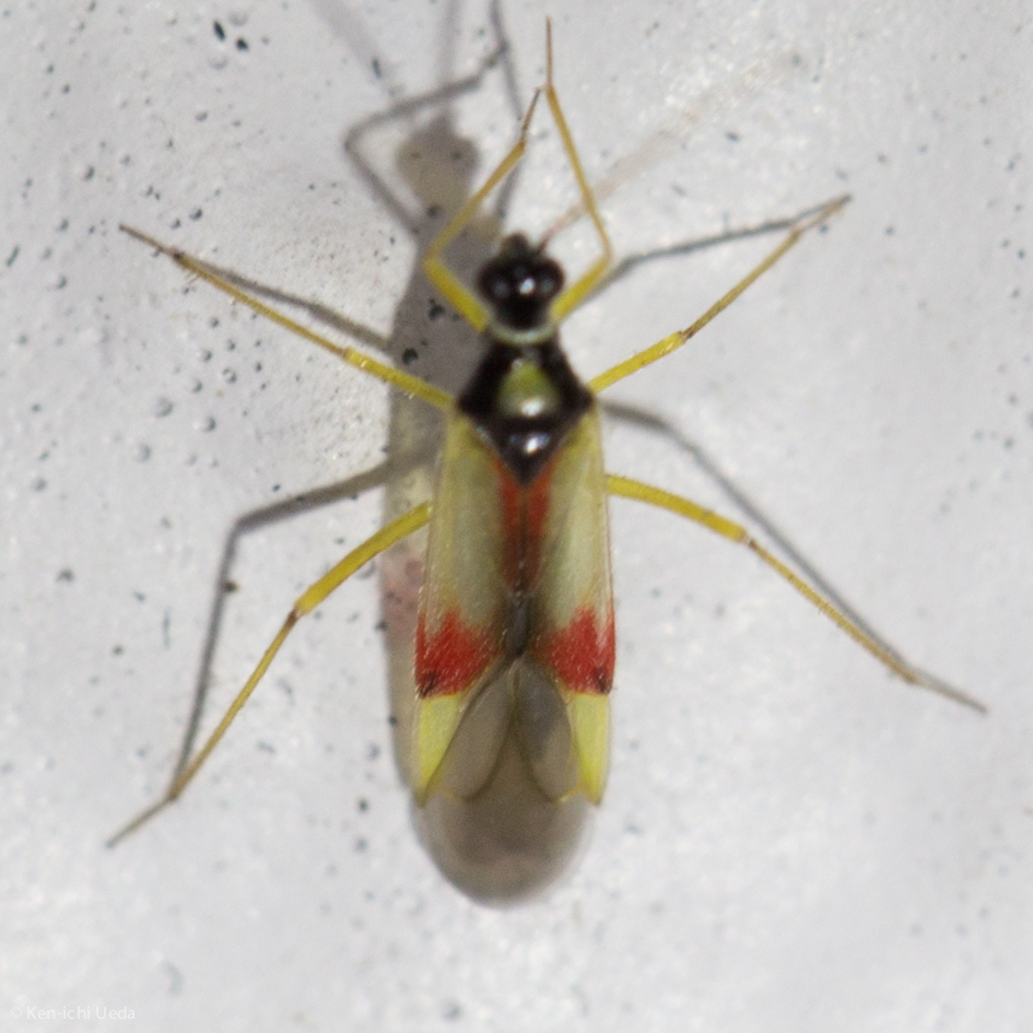 Tupiocoris californicus (Phacelia Plant Bug), California species