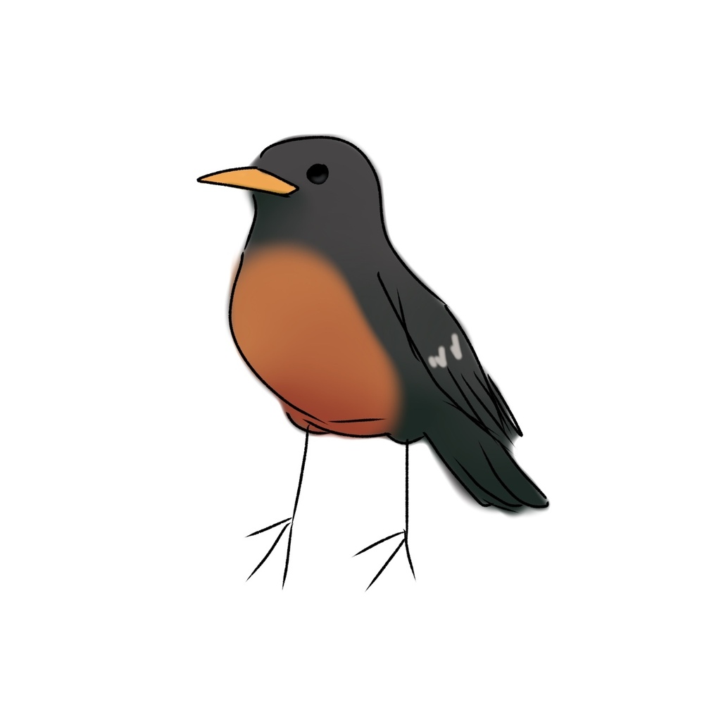 Turdus migratorius (American Robin), California species