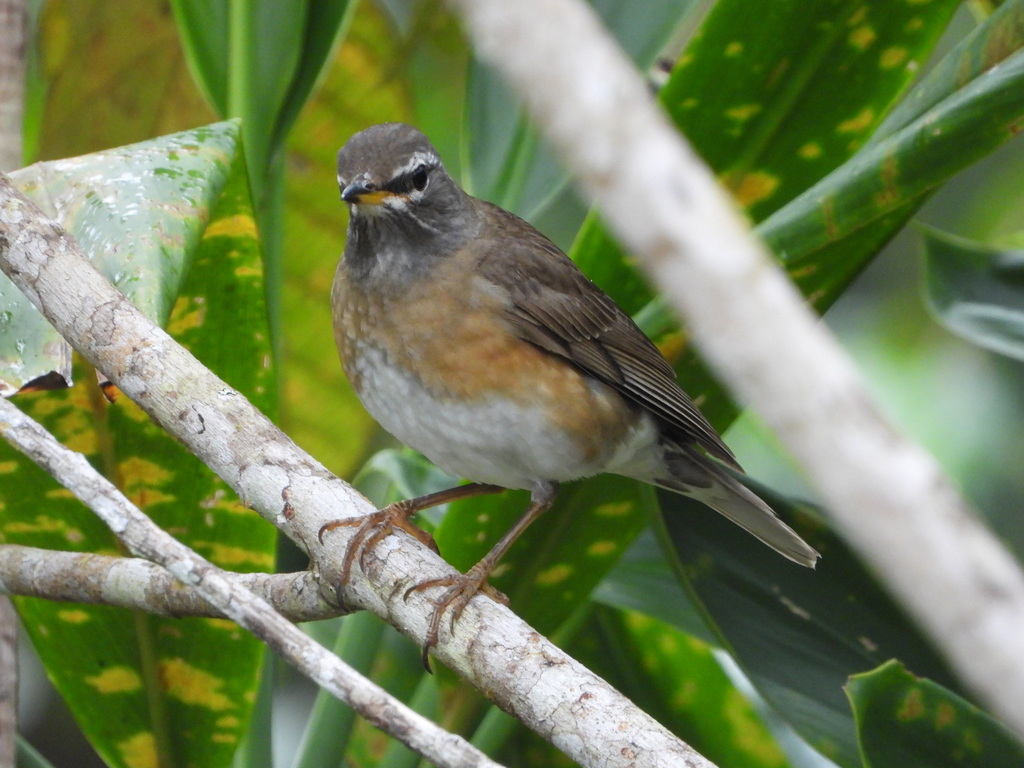 Turdus obscurus (Eyebrowed Thrush), California species