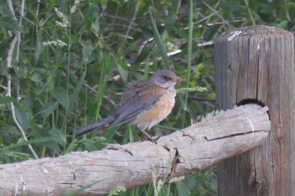 Turdus rufopalliatus (Rufous-backed Robin), California species