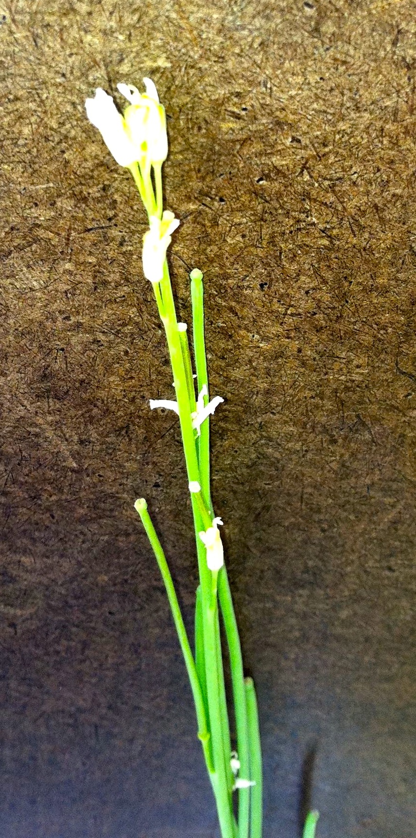 Turritis glabra (Tower rockcress), native California herb