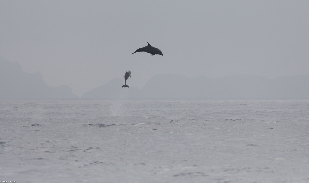 Tursiops truncatus (Common Bottlenose Dolphin), California species