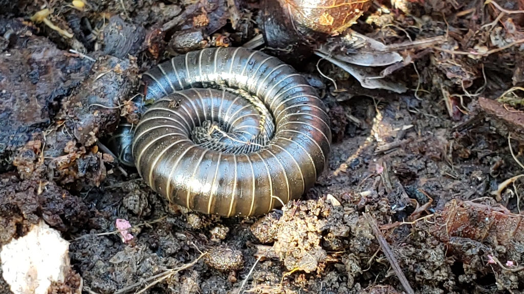 Tylobolus uncigerus (Black Round Millipede), California species
