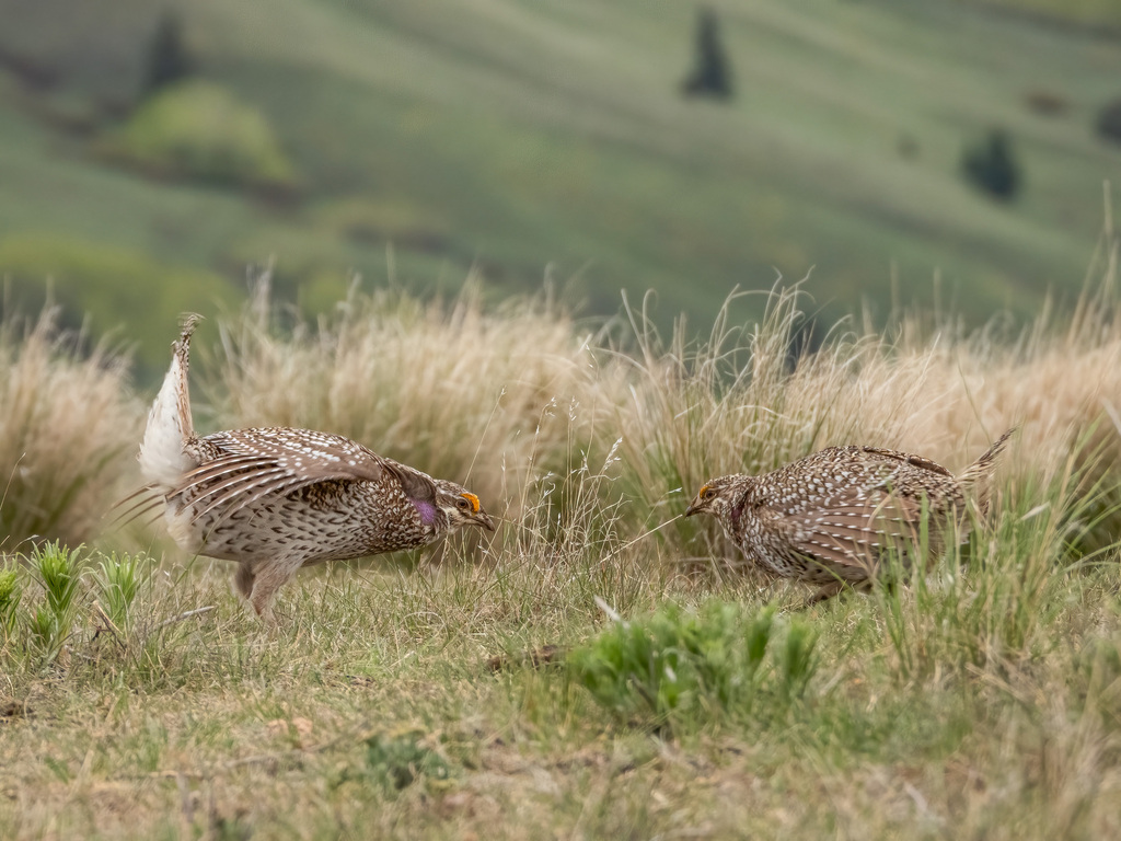 Tympanuchus phasianellus columbianus (Columbian Sharp-tailed Grouse), California species
