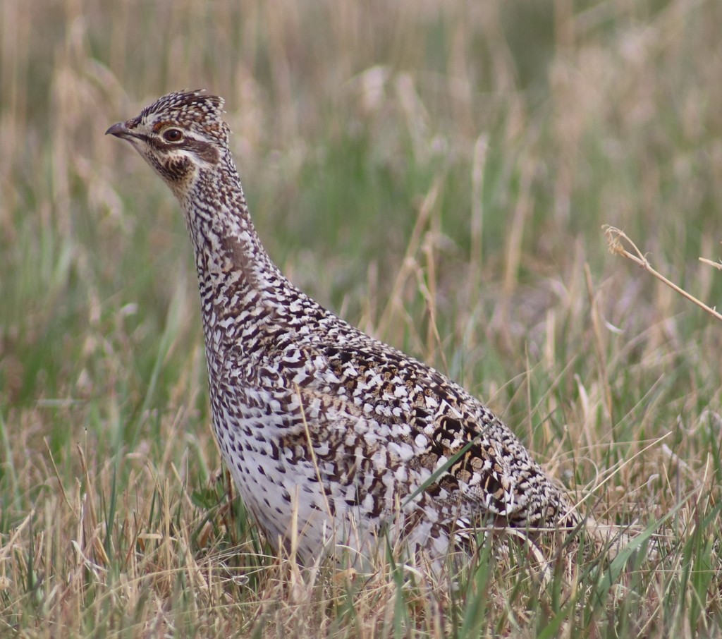 Tympanuchus phasianellus (Sharp-tailed Grouse), California species