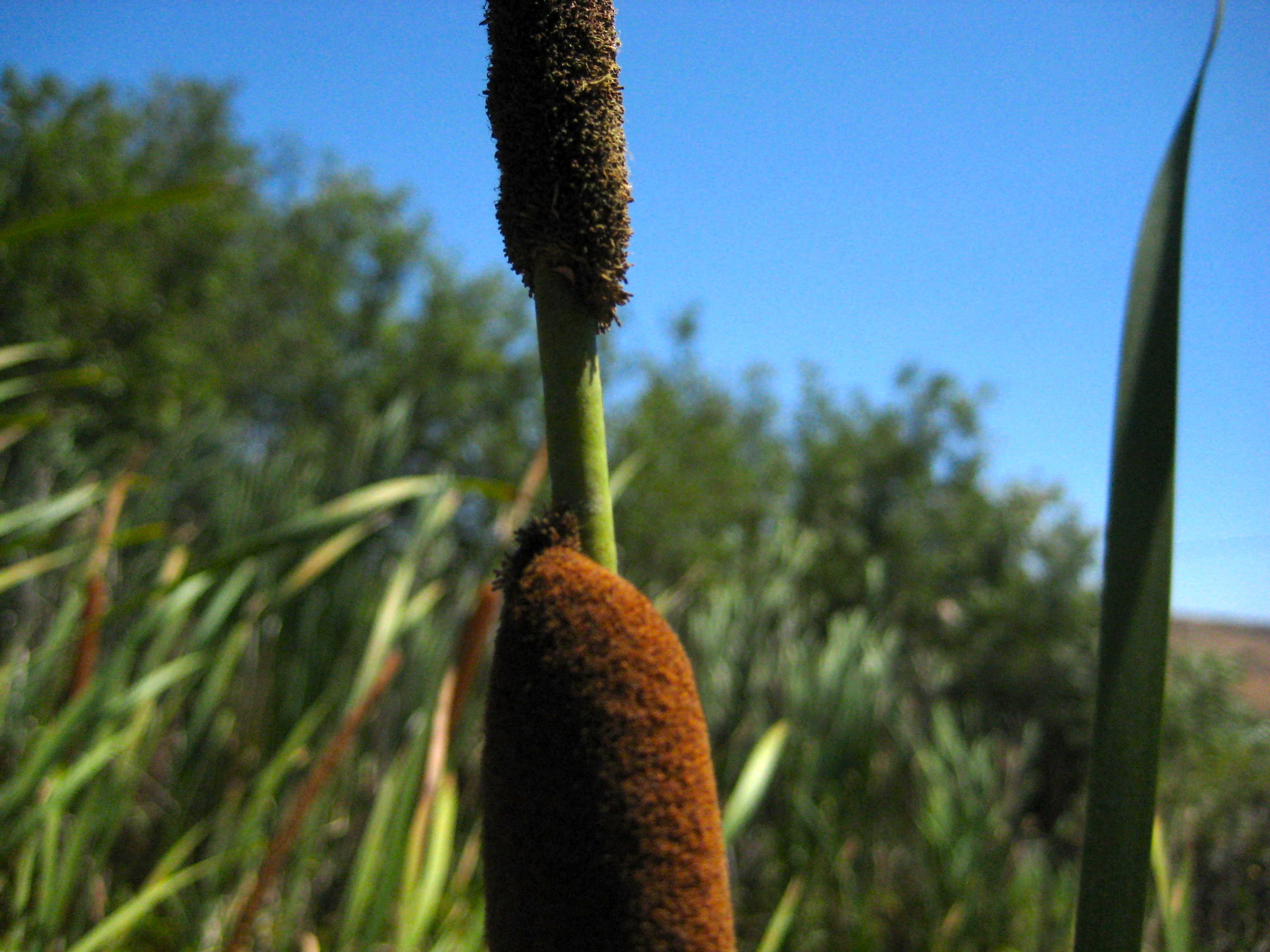 Typha domingensis (Southern cattail), native California herb
