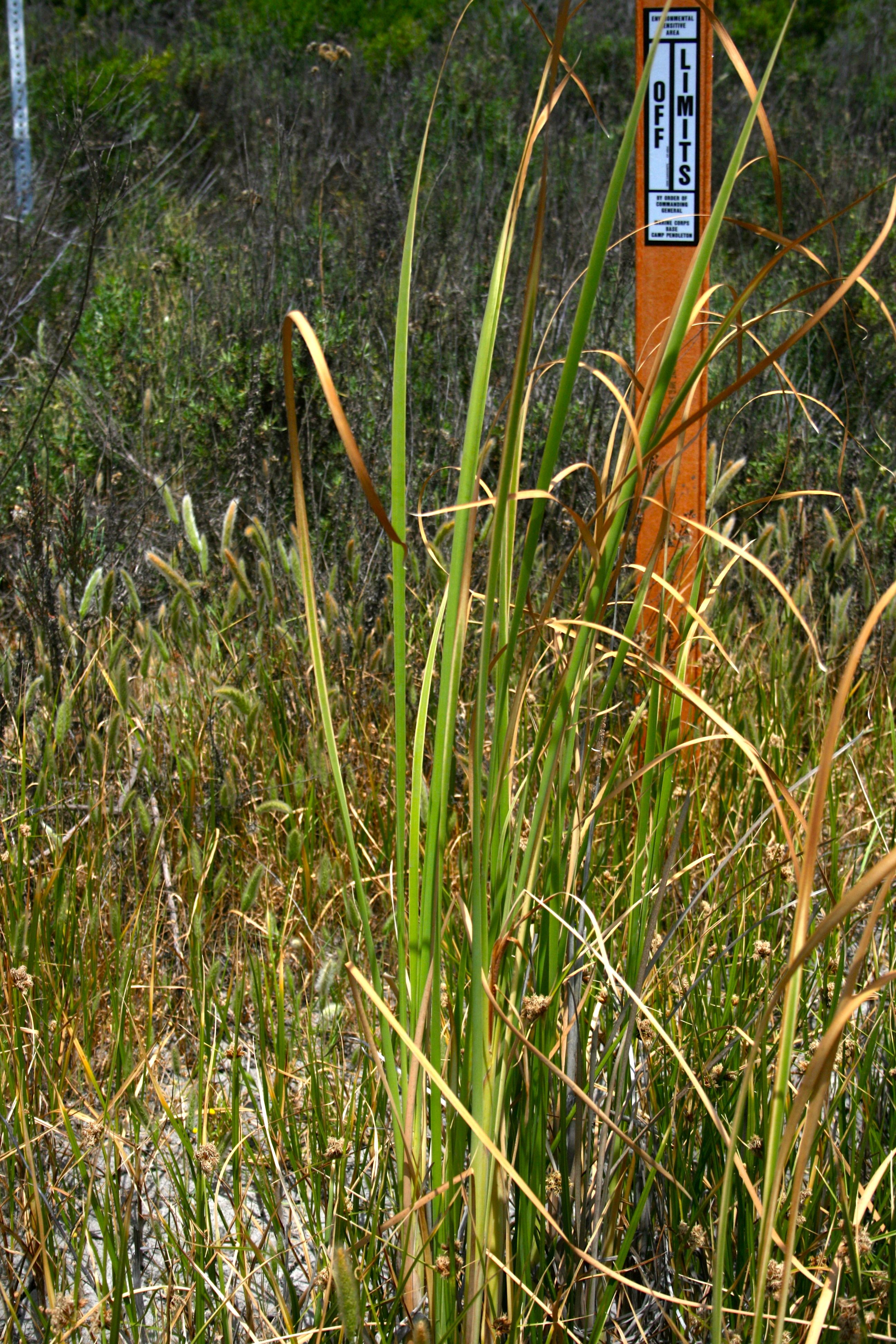 Typha latifolia (Broad-leaved cattail), native California herb