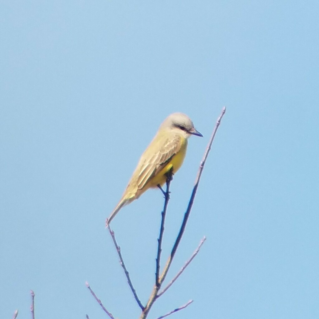 Tyrannus couchii (Couch's Kingbird), California species
