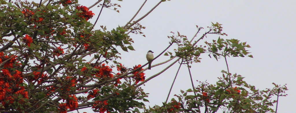 Tyrannus crassirostris (Thick-billed Kingbird), California species