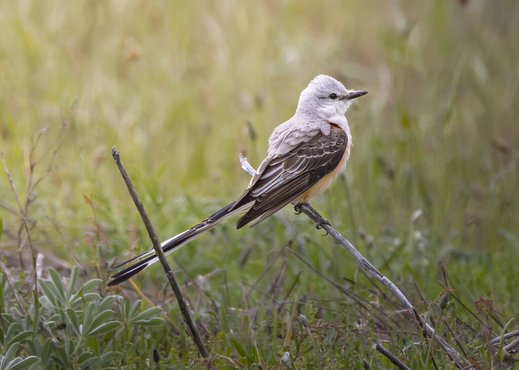 Tyrannus forficatus (Scissor-tailed Flycatcher), California species