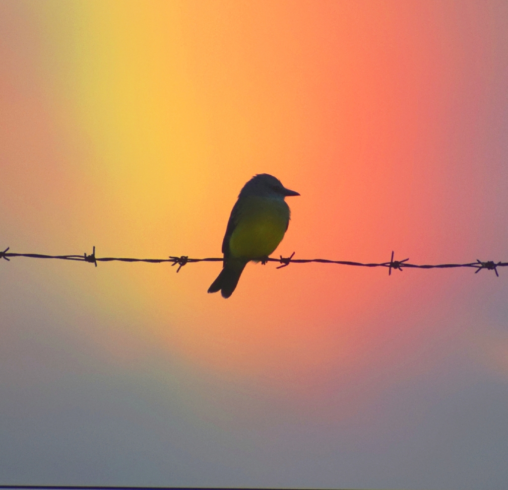 Tyrannus melancholicus (Tropical Kingbird), California species