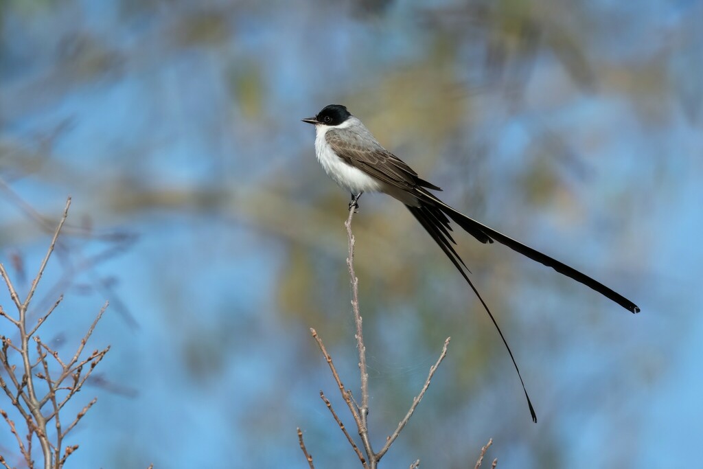 Tyrannus savana (Fork-tailed Flycatcher), California species