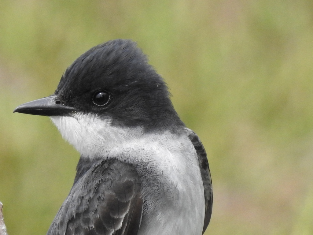 Tyrannus tyrannus (Eastern Kingbird), California species