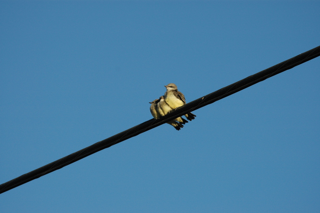 Tyrannus verticalis (Western Kingbird), California species
