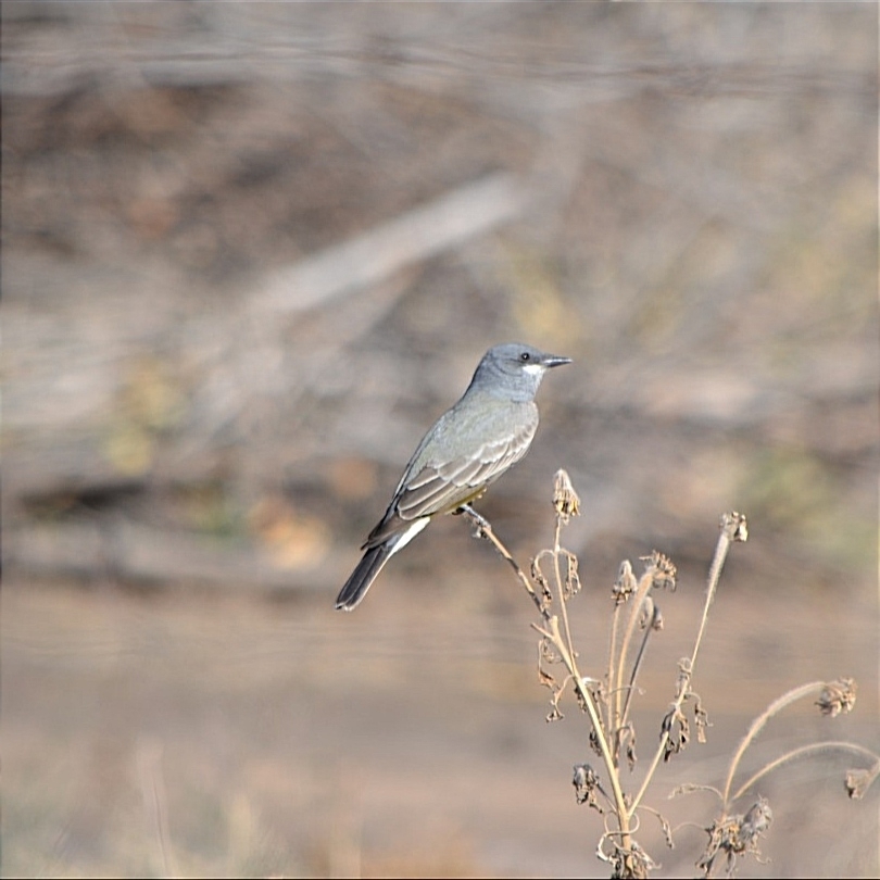 Tyrannus vociferans (Cassin's Kingbird), California species