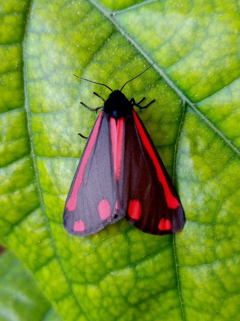 Tyria jacobaeae (Cinnabar Moth), California species