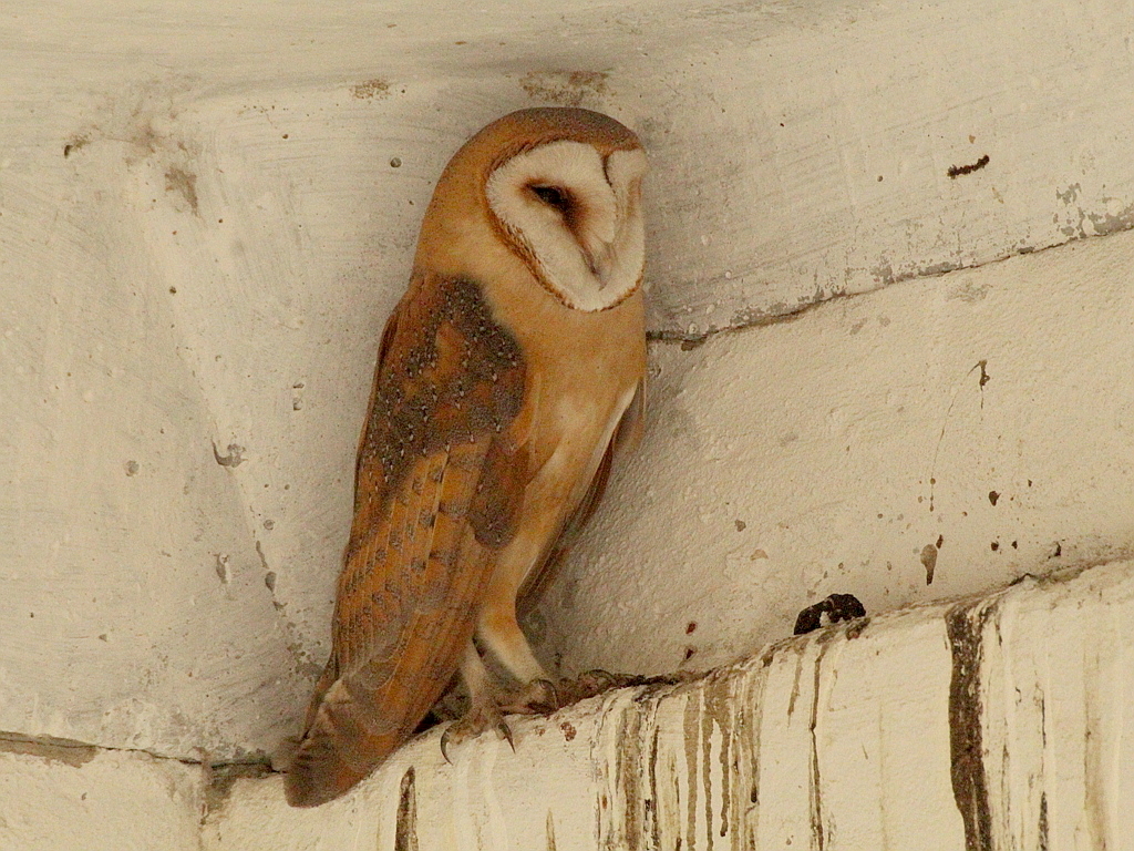 Tyto alba (Barn Owl), California species