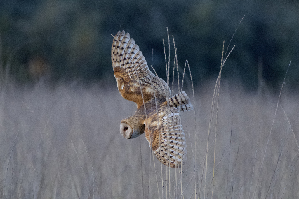 Tyto furcata (American Barn Owl), California species