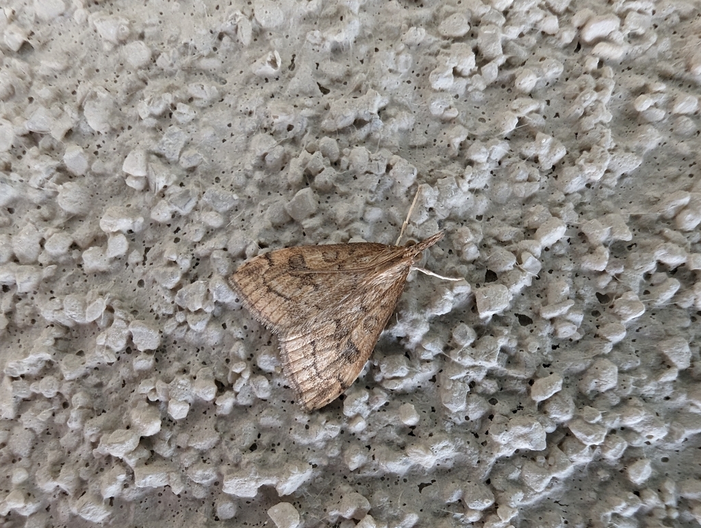 Udea profundalis, California species
