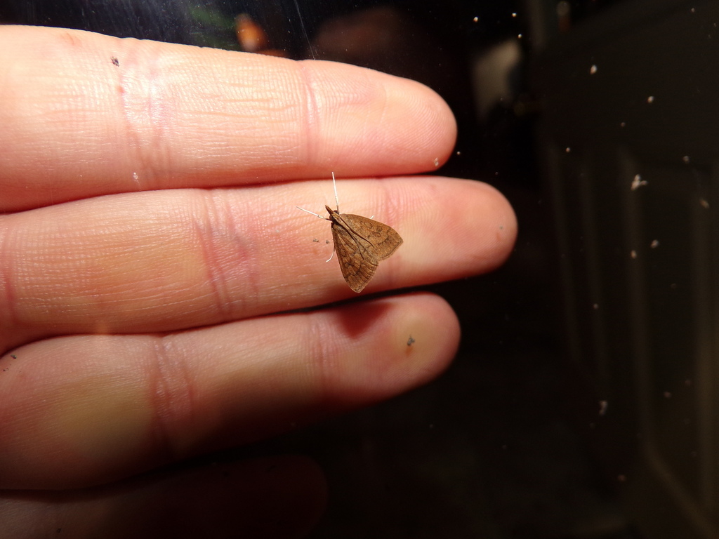 Udea rubigalis (Celery Leaftier Moth), California species