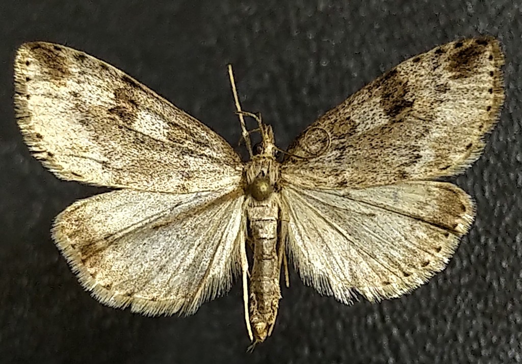 Udea washingtonalis, California species