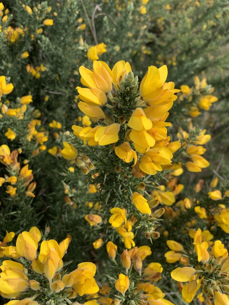 Ulex europaeus (Common gorse), non-native California shrub