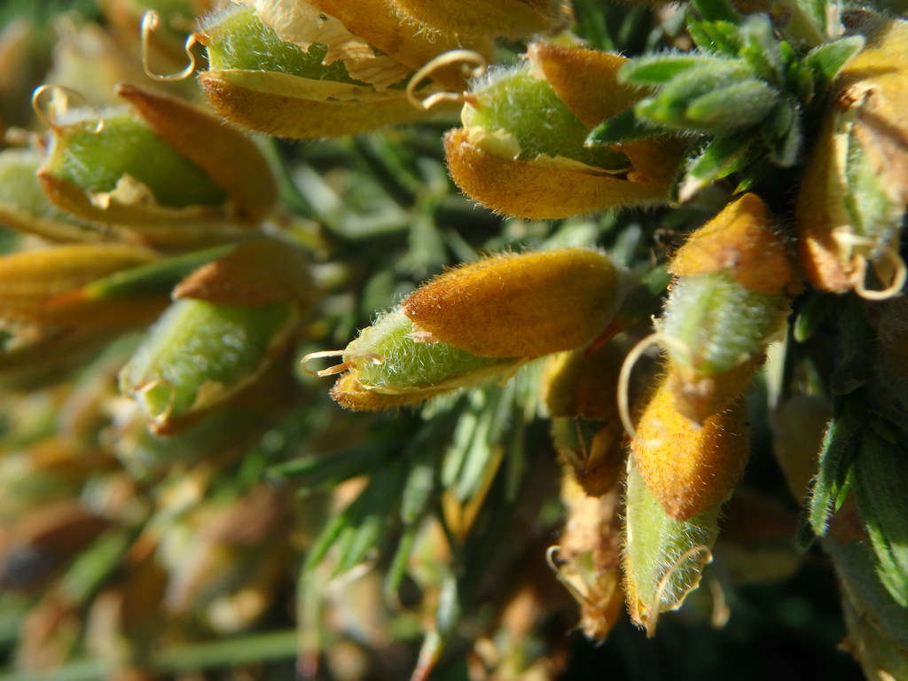 Ulex sp. (Gorse), non-native California shrub