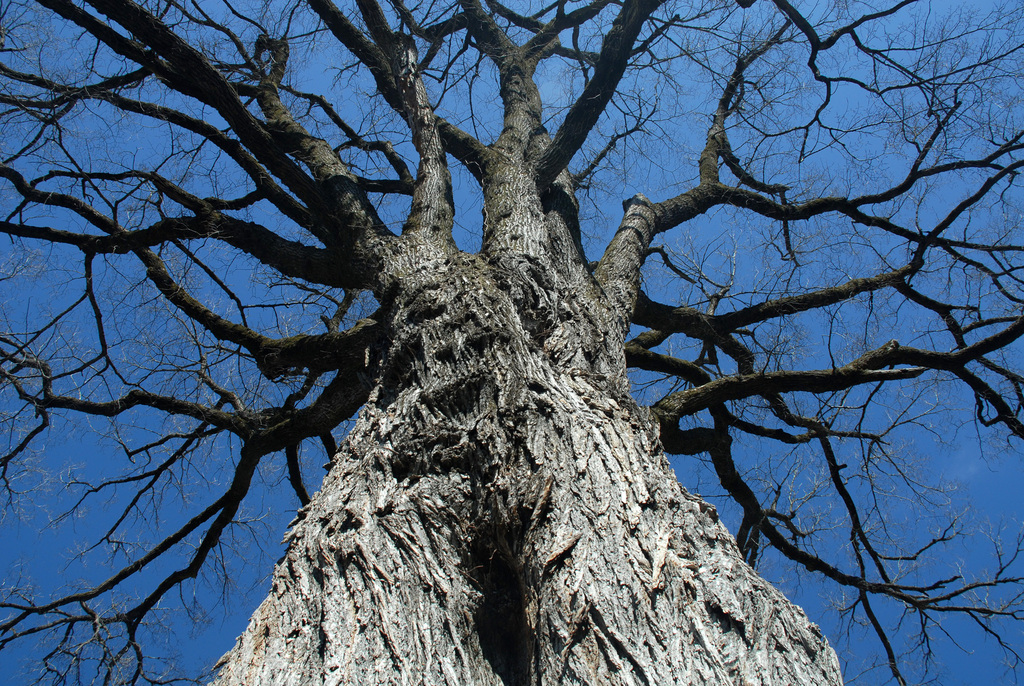Ulmus americana (American elm), non-native California tree