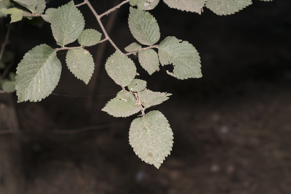 Ulmus minor (English elm), non-native California tree