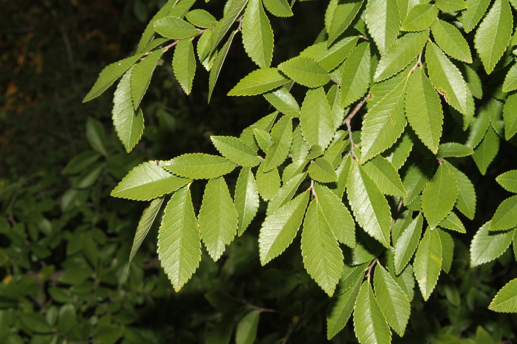 Ulmus parvifolia (Chinese elm), non-native California tree