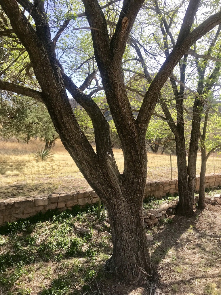 Ulmus pumila (Siberian elm), non-native California shrub / tree