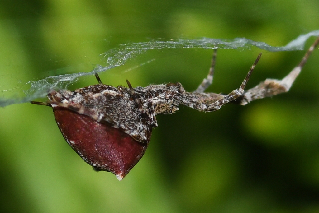 Uloborus diversus, California species