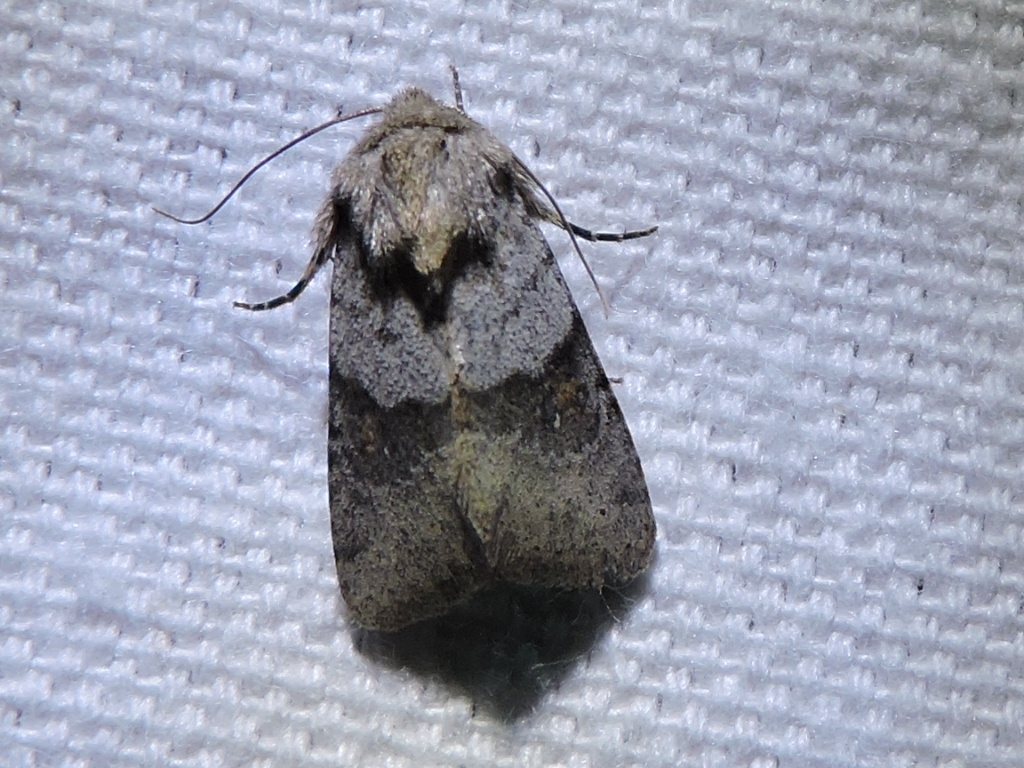 Ulolonche dilecta, California species