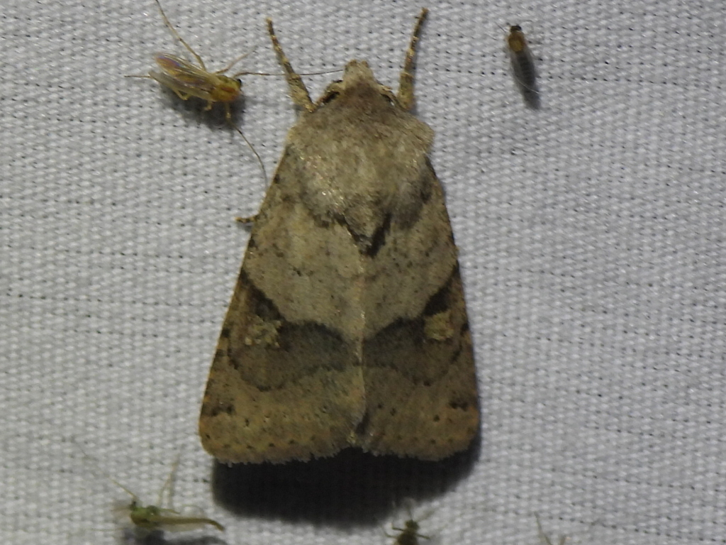 Ulolonche disticha, California species