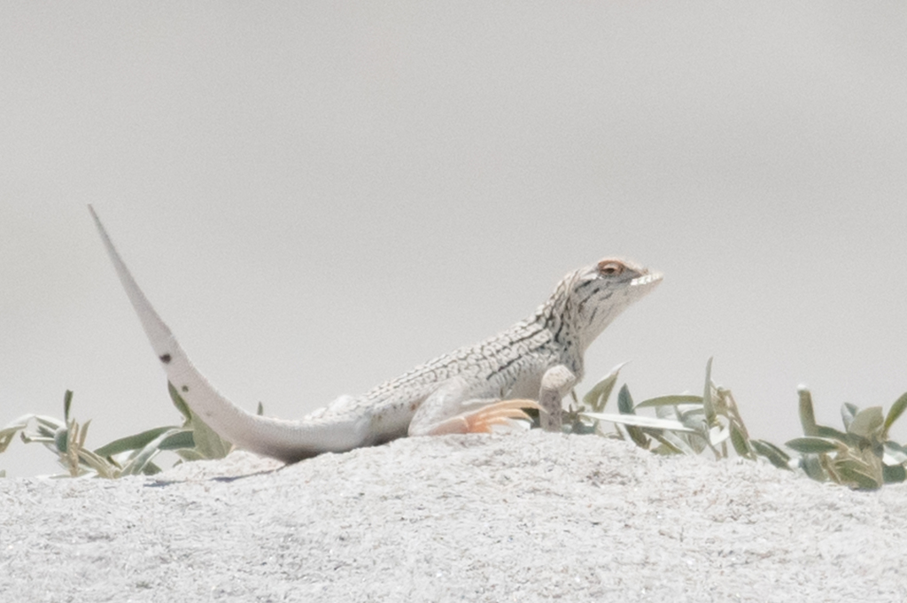 Uma inornata (Coachella Valley fringe-toed lizard), California species