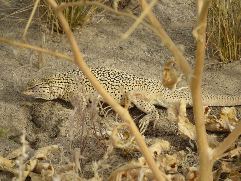 Uma notata (Colorado Desert Fringe-toed Lizard), California species