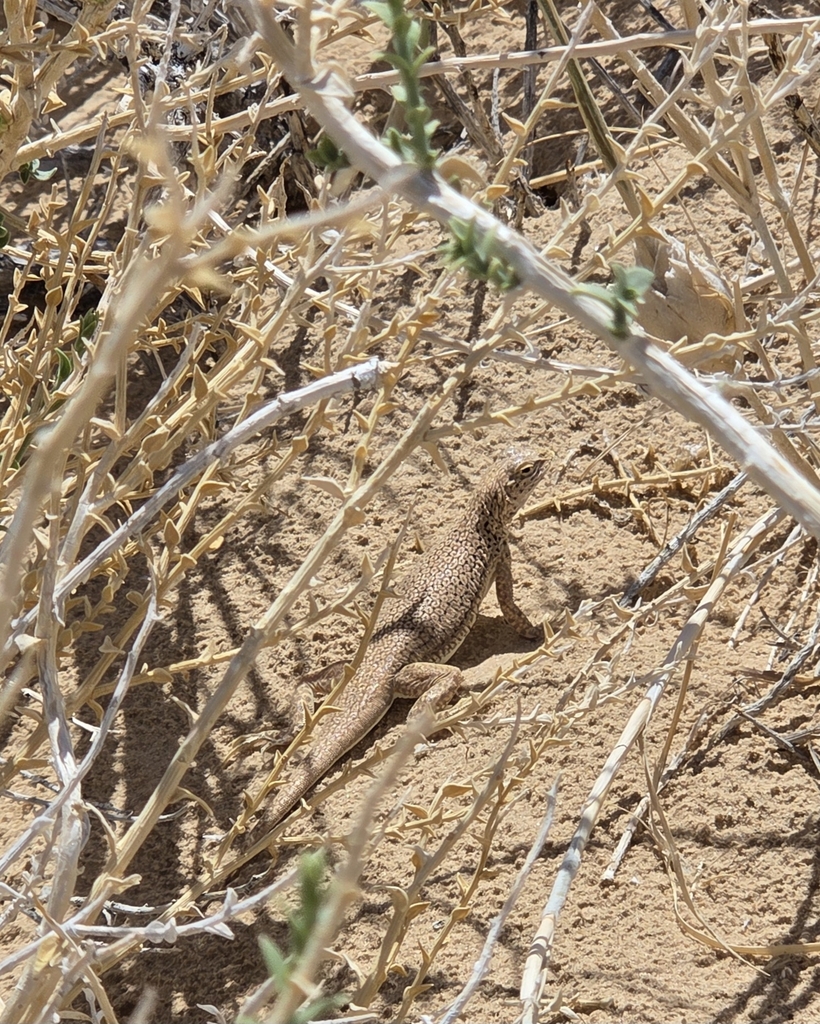 Uma scoparia (Mohave Fringe-toed Lizard), California species